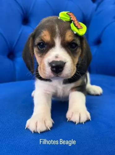 Filhotes Beagles cachorro