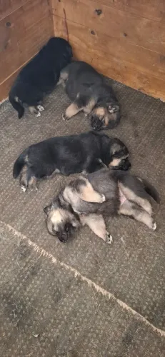 Vendo