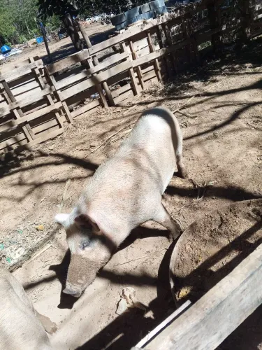 Porco barrão.