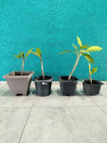 4 Vasos de Jasmins Manga Flores Diversas
