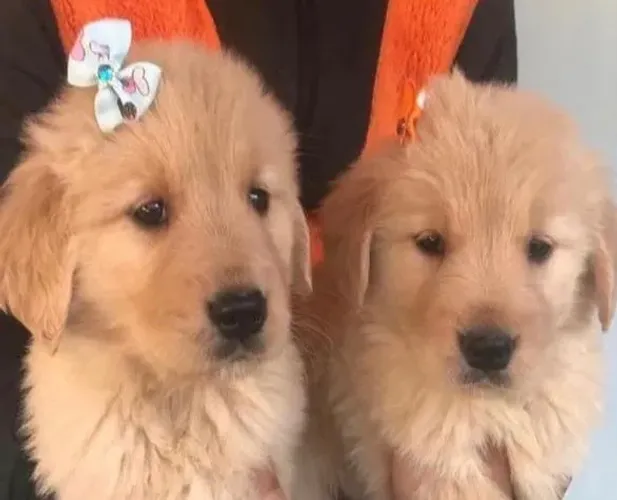 Golden retriever doçura e inteligencia