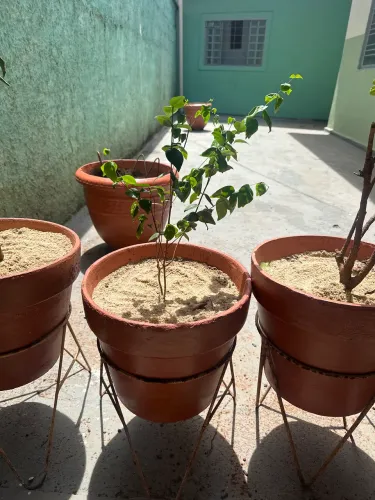 Muda pitanga com vaso