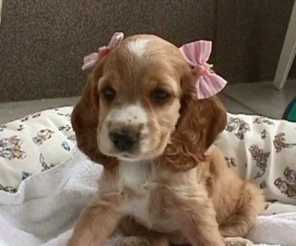 Uma lindeza de filhotes de Cocker, fêmeas e machinhos!!!