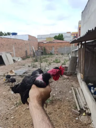 Mini garnisés machos