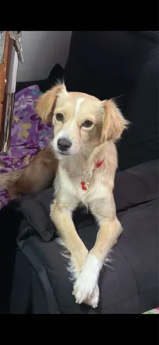 Cachorrinha castrada