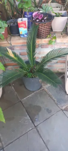 Planta cica