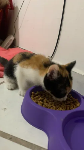 DOAÇÃO DE GATINHA TRICOLOR FILHOTE