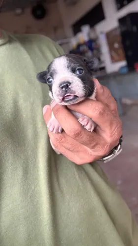 Filhotes de cachorro
