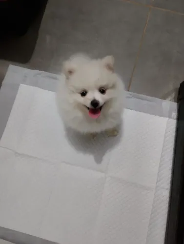 Linda Fêmea Spitz Alemão (Lulu da Pomerânia) 12x SEM JUROS