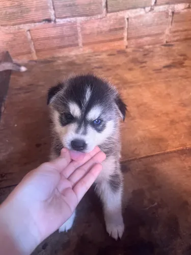 Husky siberiano