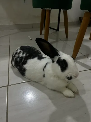 DOAÇÃO COELHO DÓCIL