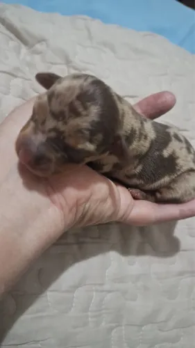 Dachshund