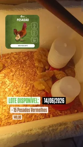 Pesados Vermelho