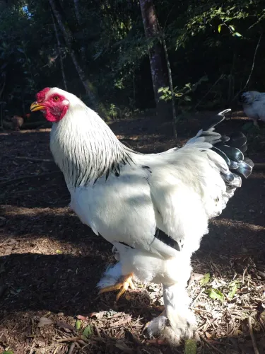 Galo Brahma light