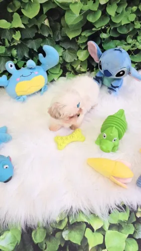 Lindo filhote de Shihtzu