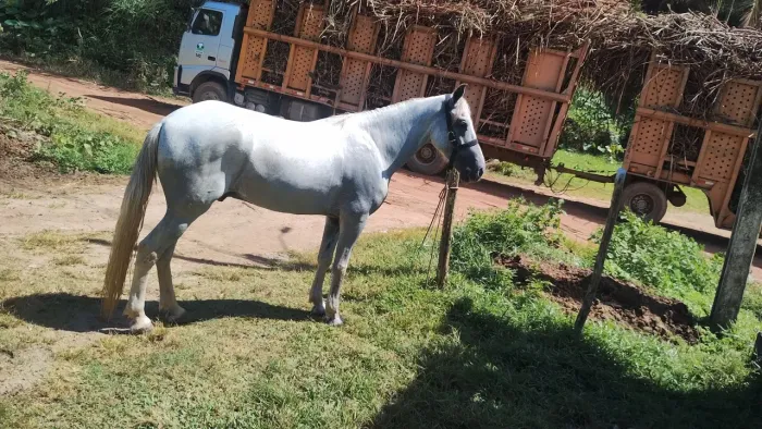 Venda de cavalo