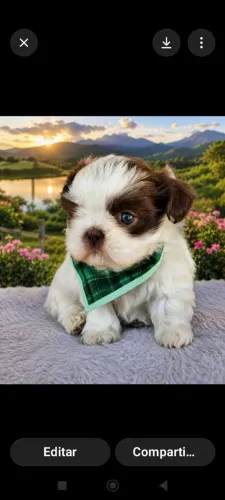 Shih tzus minis puros vacinados e vermífugados