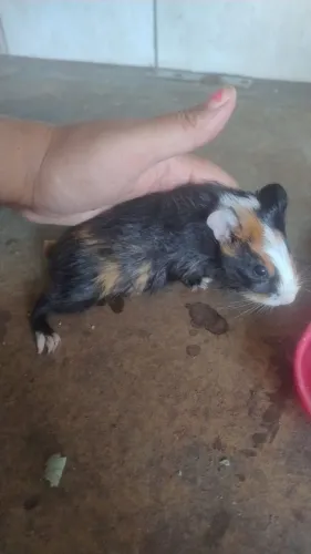porquinho da índia macho por 45 reais