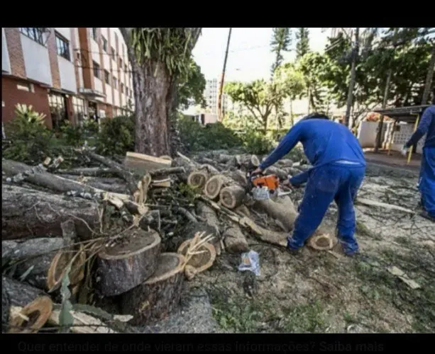 Podas e serviços de limpezas de terreno!