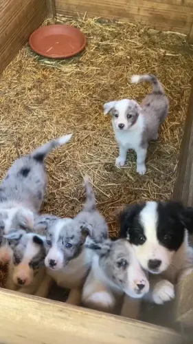 Border Collie Um Novo Começo Cheio De Carinho 