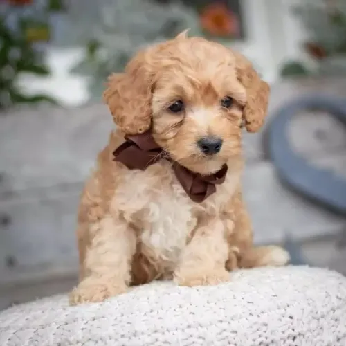Poodle - Pequenos campeões de fofura e companheirismo