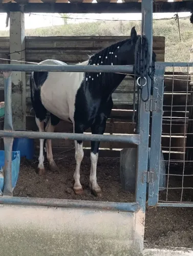 Cavalo