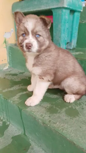 Husky Siberiano | Veja já