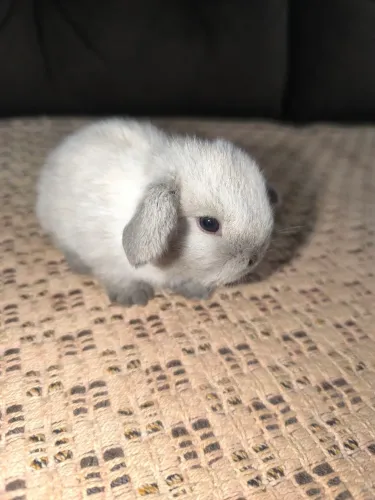 Coelhos mini Lop filhotes 