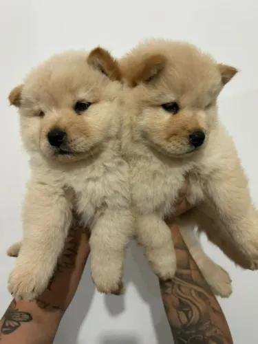 Filhotes de Chow Chow ? Lindos, Peludos e Muito Imponentes