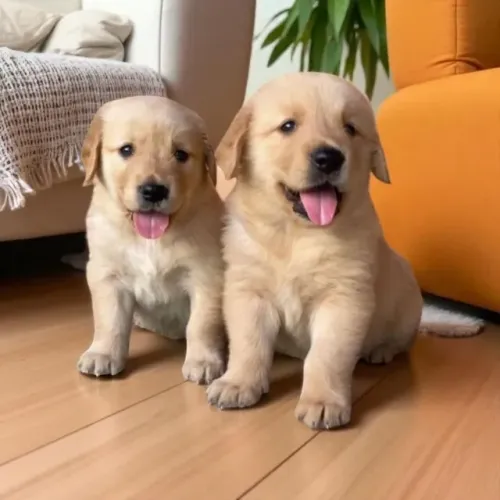 Golden Retriever Filhotes Capa de Revista.