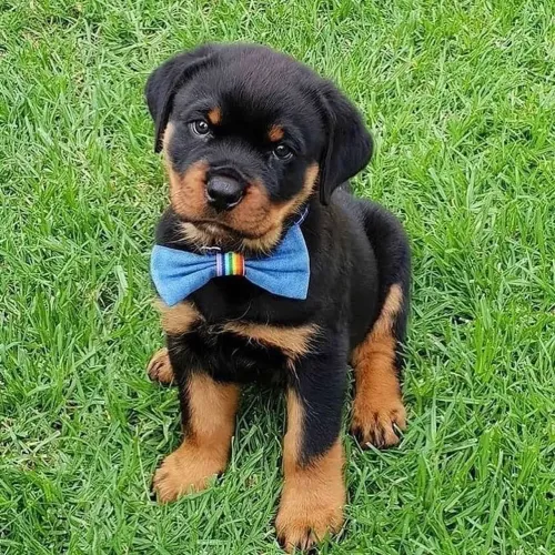 Rottwailer - A Escolha Perfeita Para Quem Buscar Amor Verdadeiro