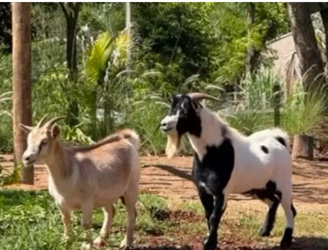 Casal Mini cabra