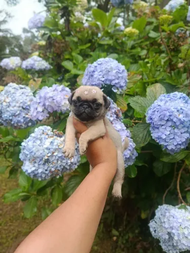 Pug fêmea