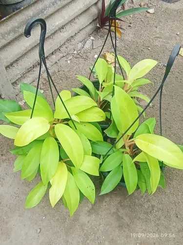 plantas