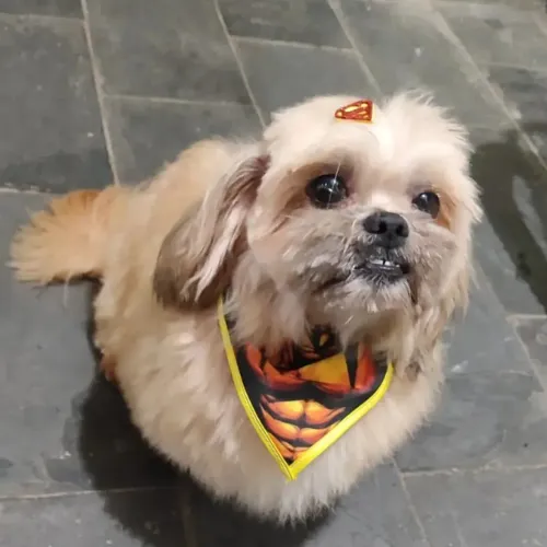 Doação de cachorro Shitzu responsável 