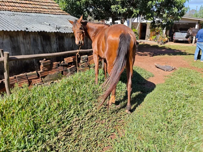 Égua marchadeira 