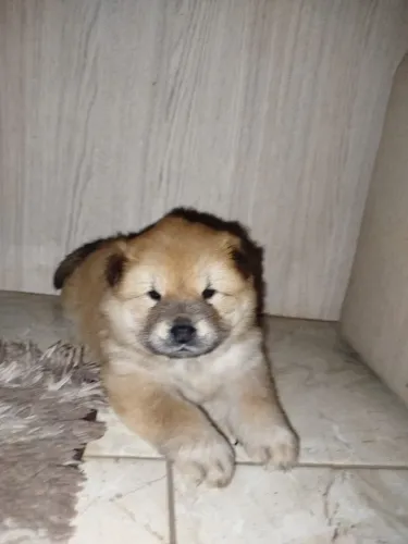 Vende se chover chow