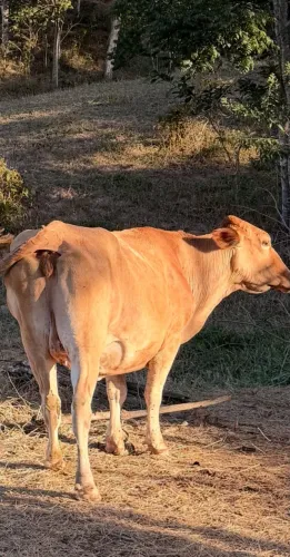 OPORTUNIDADE! VACA CARACU PRENHA DE NELORE