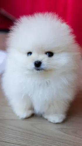 Lulu