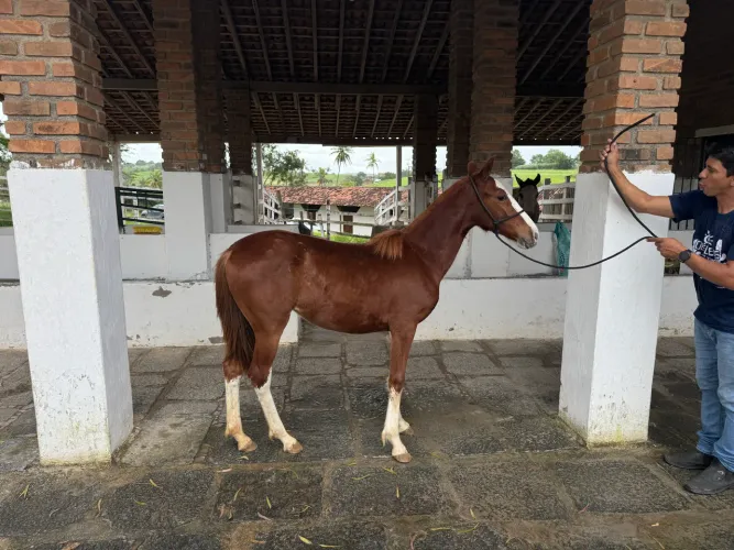 Potra mangalarga