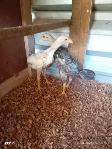Pintinhos índio puro