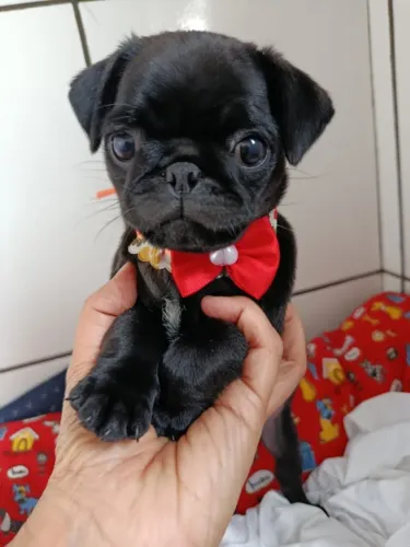 Pug preto um amiguinho para você