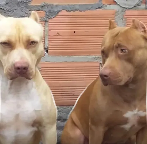 Venda de pitbull