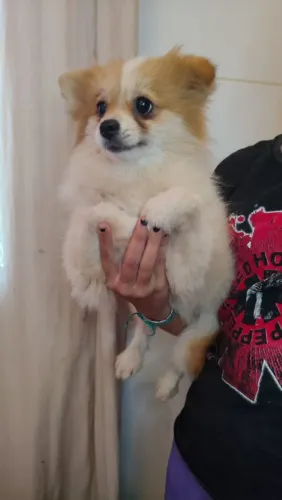 Lulu da Pomerânia