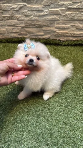 Lulu da Pomerânia simplesmente perfeito