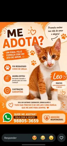 Gatinho macho de 3 meses com castração garantida 