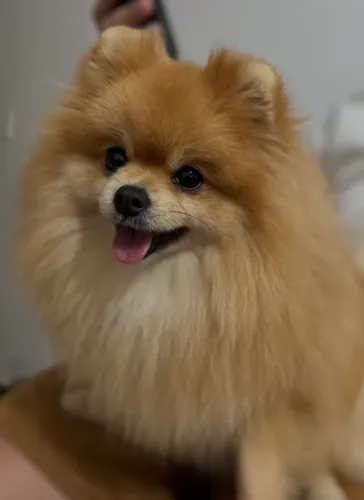 A Procura de Namorada Spitz alemão Lulu