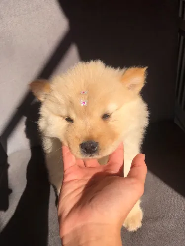 Chow chow fêmea, um ursinho para te alegrar?