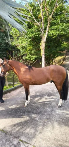 Cavalo crioulo