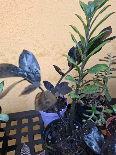 Planta Zameocuca